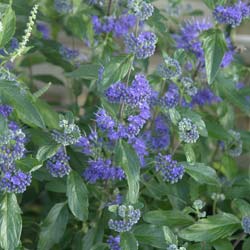 caryopteris x clandonensis first choice